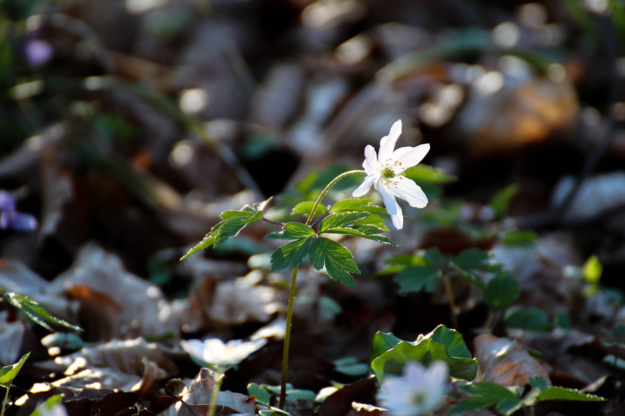 Medžio Anemone, Gėlė, Miško Gėlė, Gamta, Miškas, Balta, Pavasaris, Augalas, Anemonis, Ankstyvas Bloomer