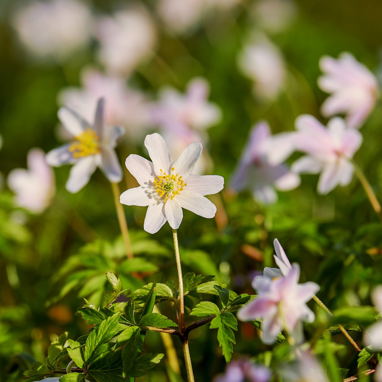 Medžio Anemone,  Anemonis,  Hahnenfußgewächs,  Gėlė,  Žiedas,  Žydėti,  Gėlės,  Pavasaris,  Augalas,  Ankstyvas Bloomer