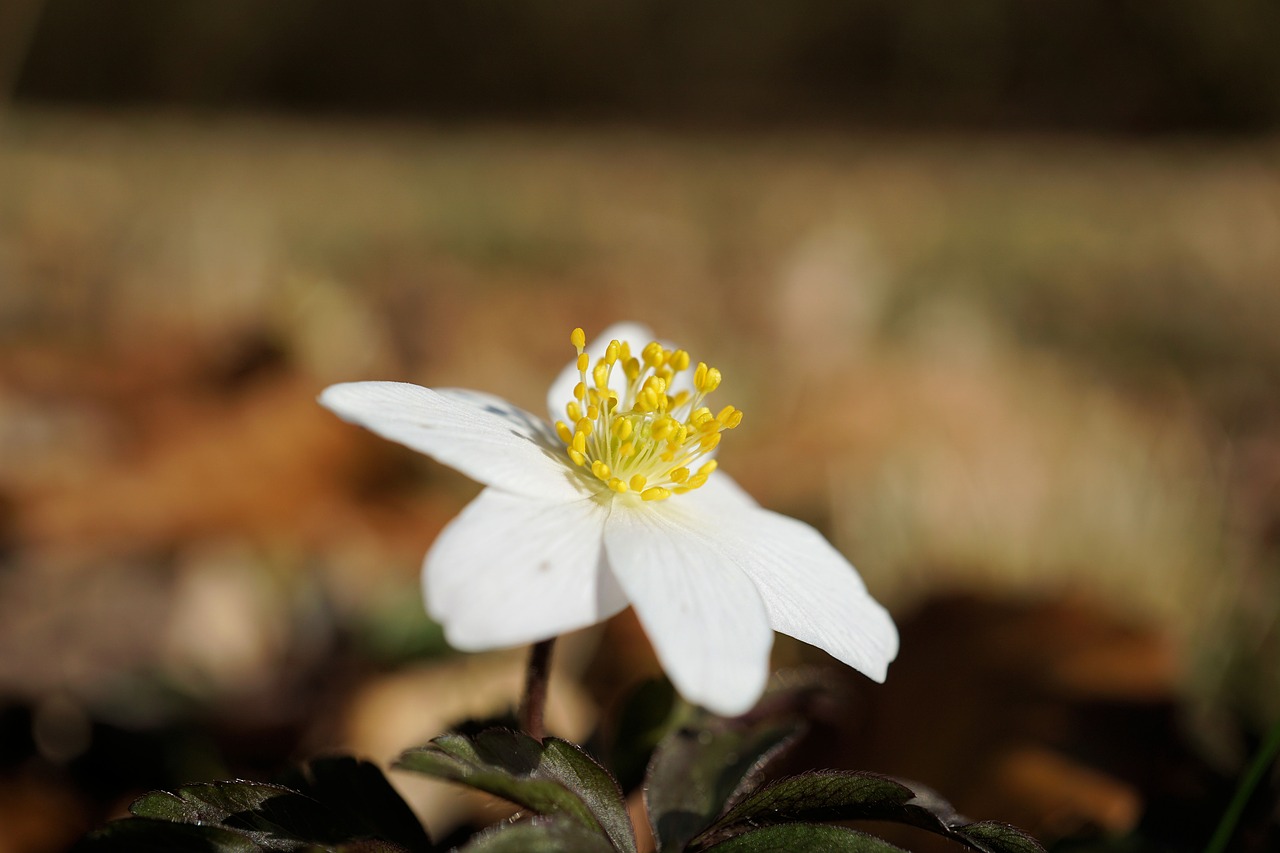 Medžio Anemone,  Gėlė,  Pavasaris,  Gamta,  Augalas,  Žiedas,  Žydėti,  Žalias,  Makro,  Baltas Žiedas