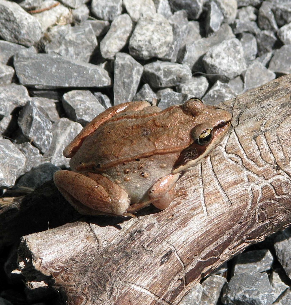 Medžio Varlė, Lytibatas Sylvaticus, Labiausiai Šiaurės Varlė, Moneymore, Ontarijas, Kanada, Nemokamos Nuotraukos,  Nemokama Licenzija