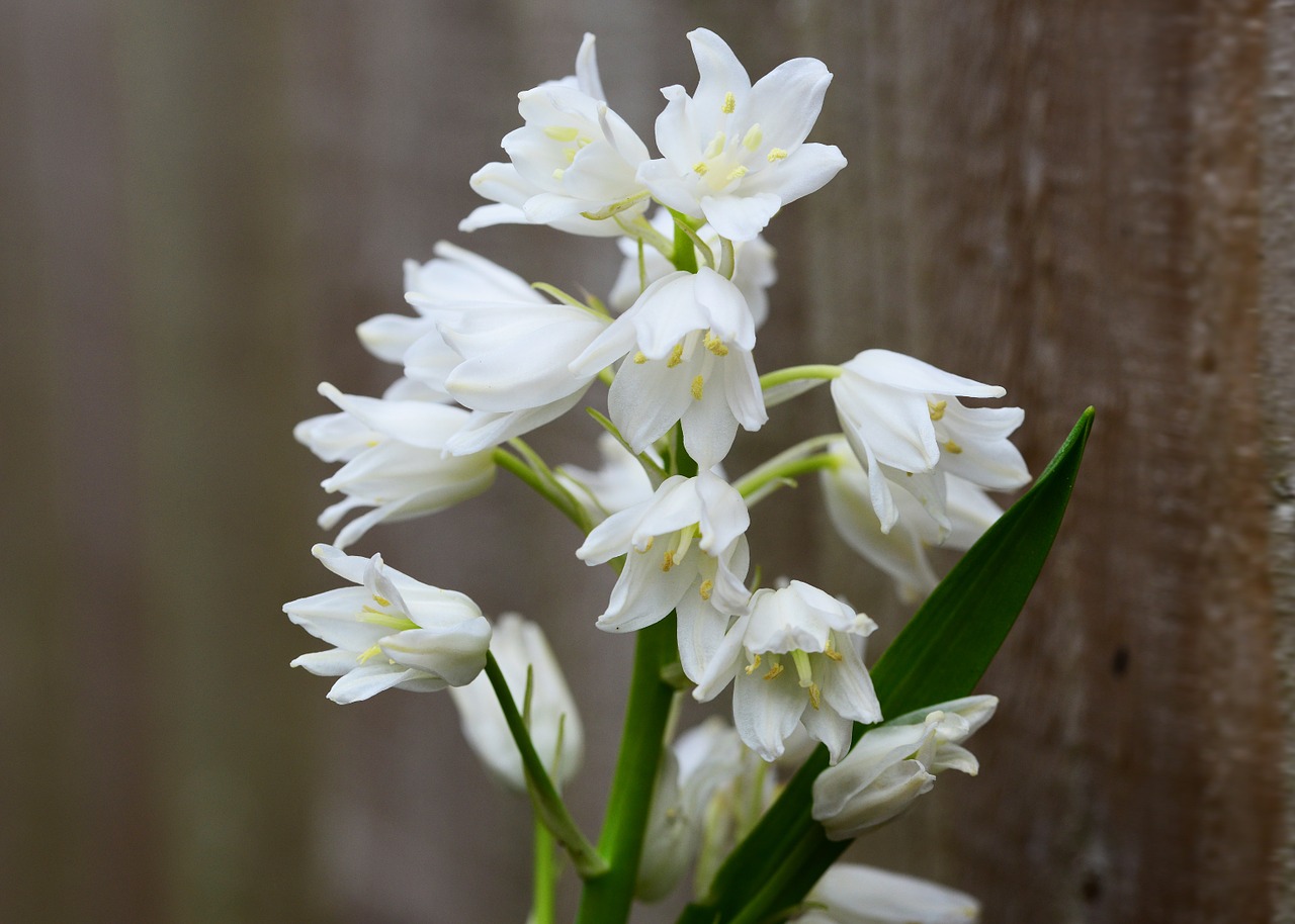 Medžio Hiacintas, Balta, Varpelio Gėlė, Scilla Hyacinthoides Hispanica, Hiacintas, Laukiniai, Lemputė, Gėlė, Daugiametis, Iš Arti