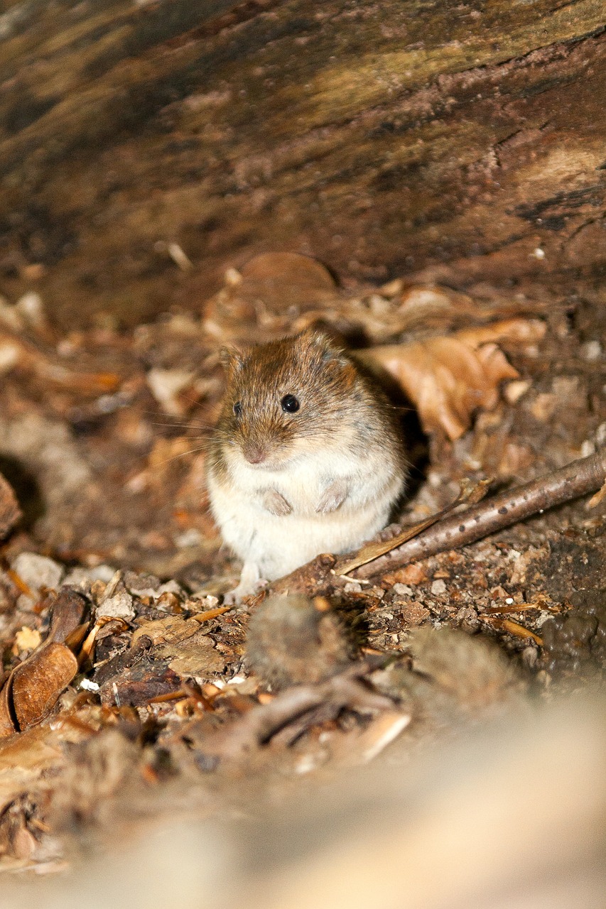 Medžio Pelyte, Pelė, Gamta, Gyvūnas, Gyvūnų Pasaulis, Laukiniai, Žinduolis, Fauna, Graužikas, Miškas