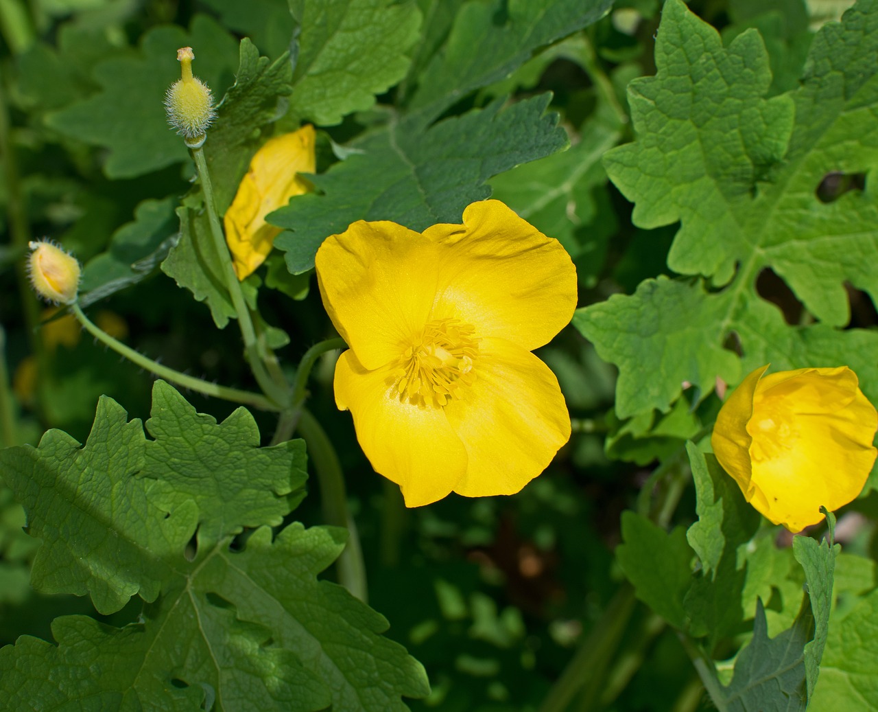 Medienos Aguonos,  Ugniažolės,  Wildflower,  Gėlė,  Žiedas,  Žydi,  Floros,  Augalų,  Pobūdį,  Retas