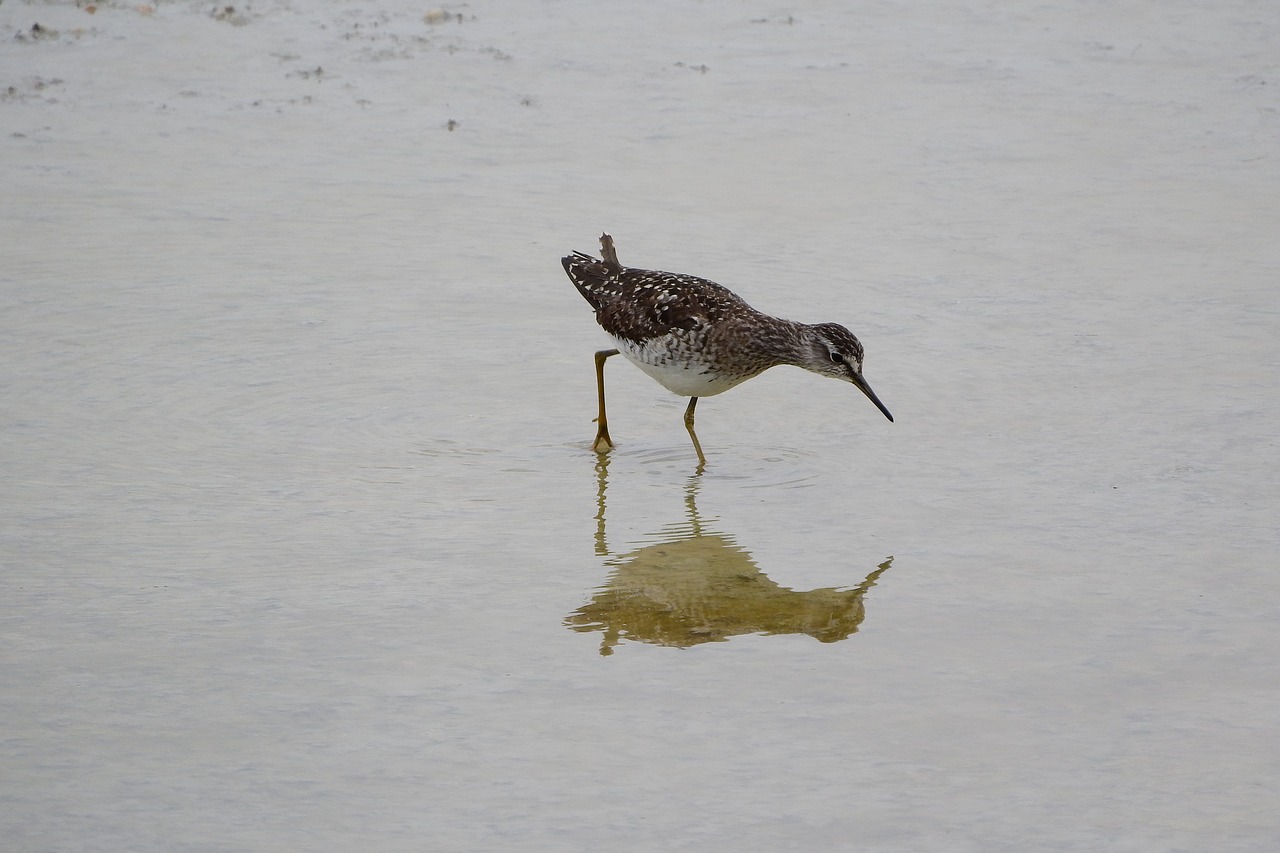 Medžio Smėliukas, Tringa A, Wader, Smėliukas, Vandens Paukštis, Scolopacidae, Charadrii, Nemokamos Nuotraukos,  Nemokama Licenzija