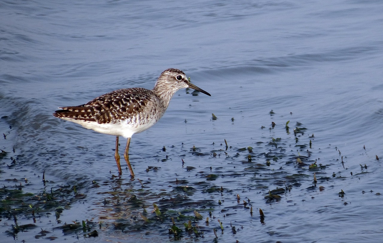 Medžio Smėliukas, Paukštis, Smėliukas, Wader, Tringa Glareola, Pelkės, Vanduo, Ežeras, Aves, Paukštis