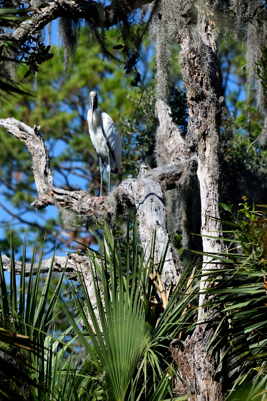 Medžio Gandras, Paukštis, Laukinė Gamta, Gamta, Medžiai, Dykuma, Atogrąžų Paukštis, Florida, Usa, Gandras