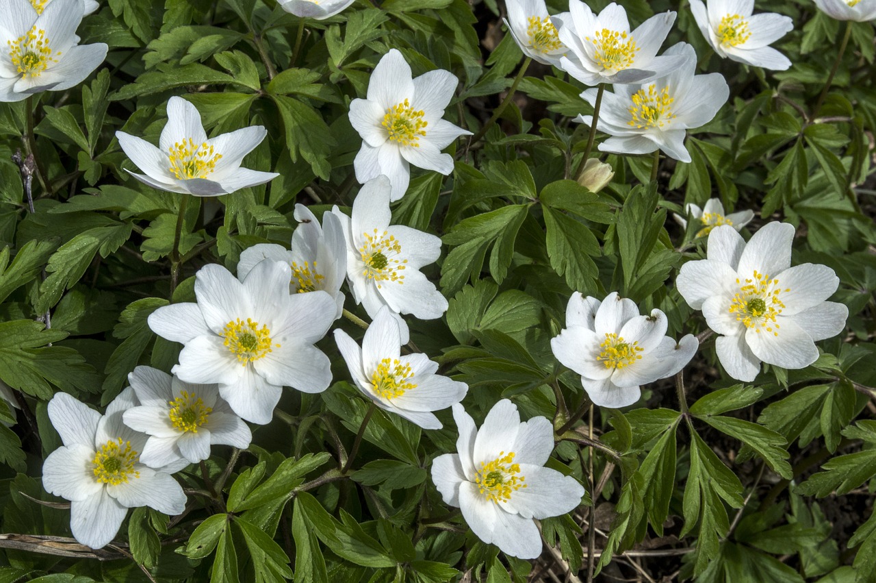 Woodanemone, Pavasaris, Gamta, Finland, Medžio Anemone, Nemokamos Nuotraukos,  Nemokama Licenzija