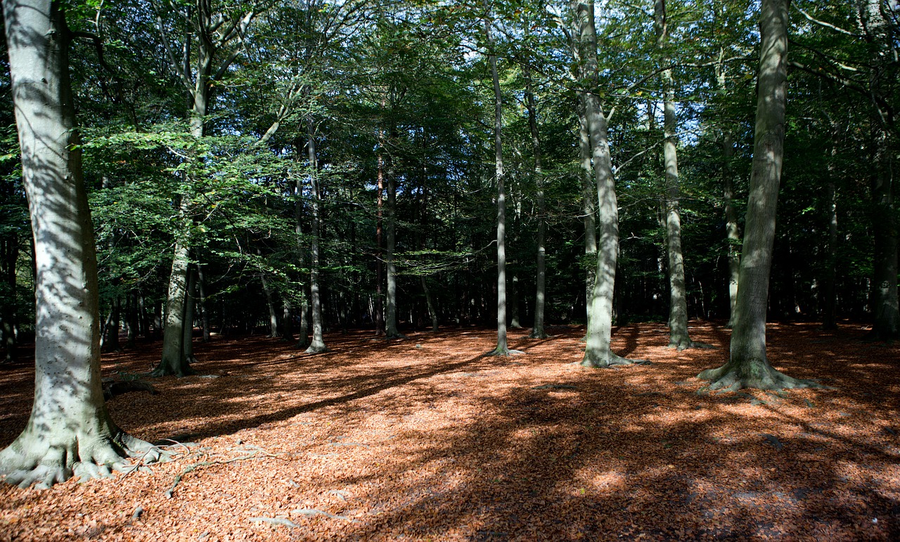 Miškas, Miškas, Rudens Šviesa, Saulės Šviesa, Šešėliai, Medžiai, Lapija, Žalias, Lapų Kraikas, Ruda