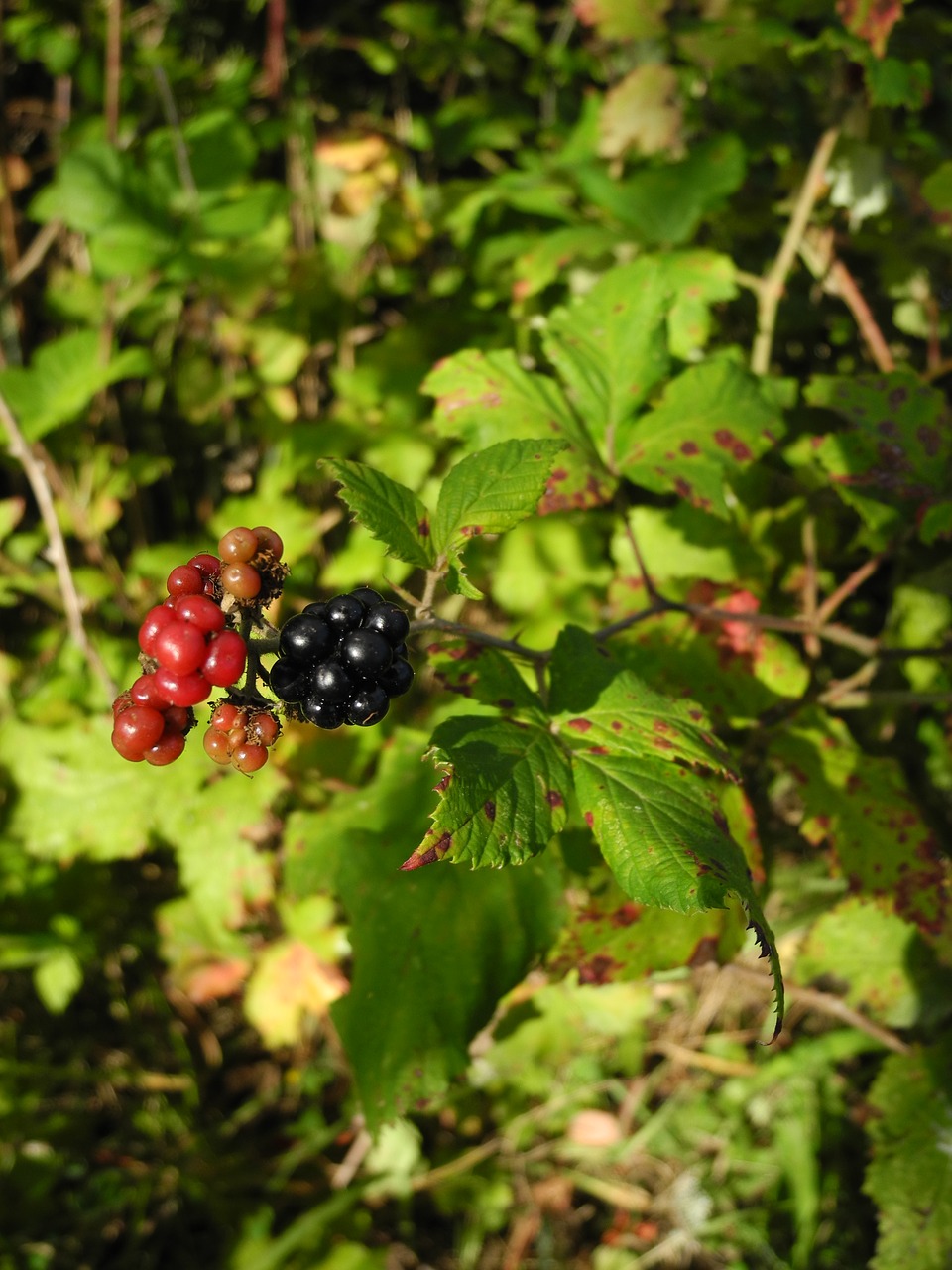 Miško Augalas, Nevalgomas, Gamta, Makro, Nemokamos Nuotraukos,  Nemokama Licenzija