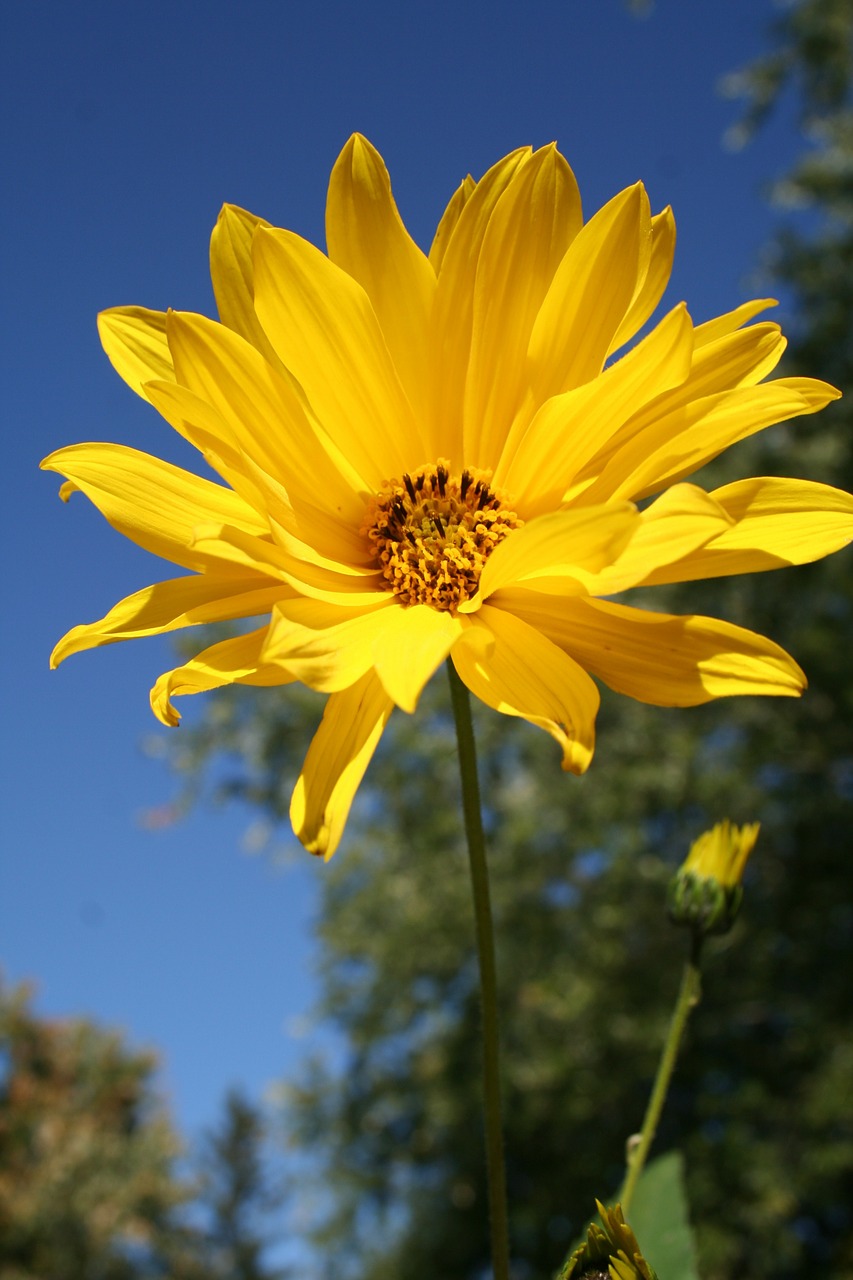 Miško Saulėgrąža, Gėlė, Gėlių, Wildflower, Geltona, Helianthus Divaricatus, Daugiamečiai Augalai, Miško Žiedas, Pieva, Nemokamos Nuotraukos