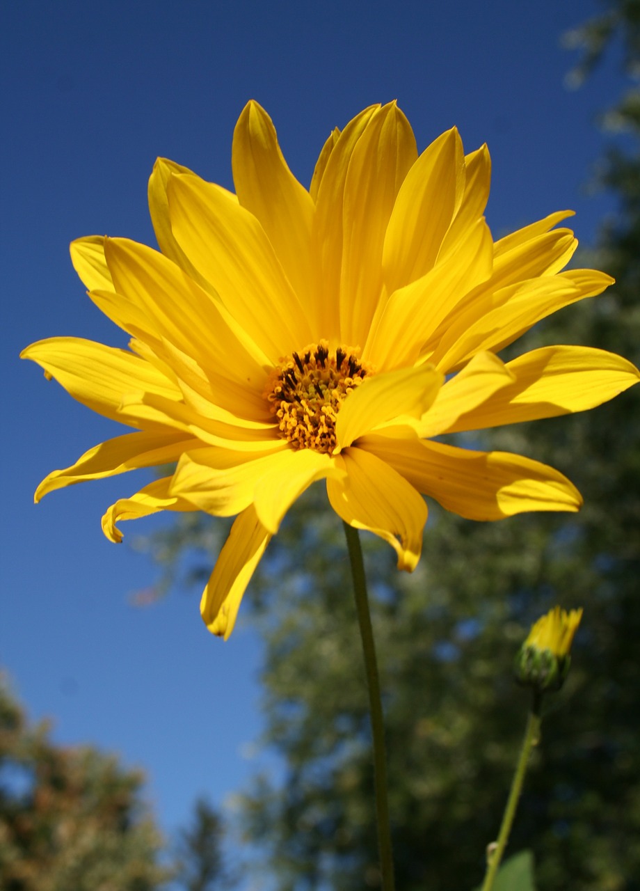 Miško Saulėgrąža, Gėlė, Gėlių, Wildflower, Geltona, Helianthus Divaricatus, Daugiamečiai Augalai, Miško Žiedas, Nemokamos Nuotraukos,  Nemokama Licenzija