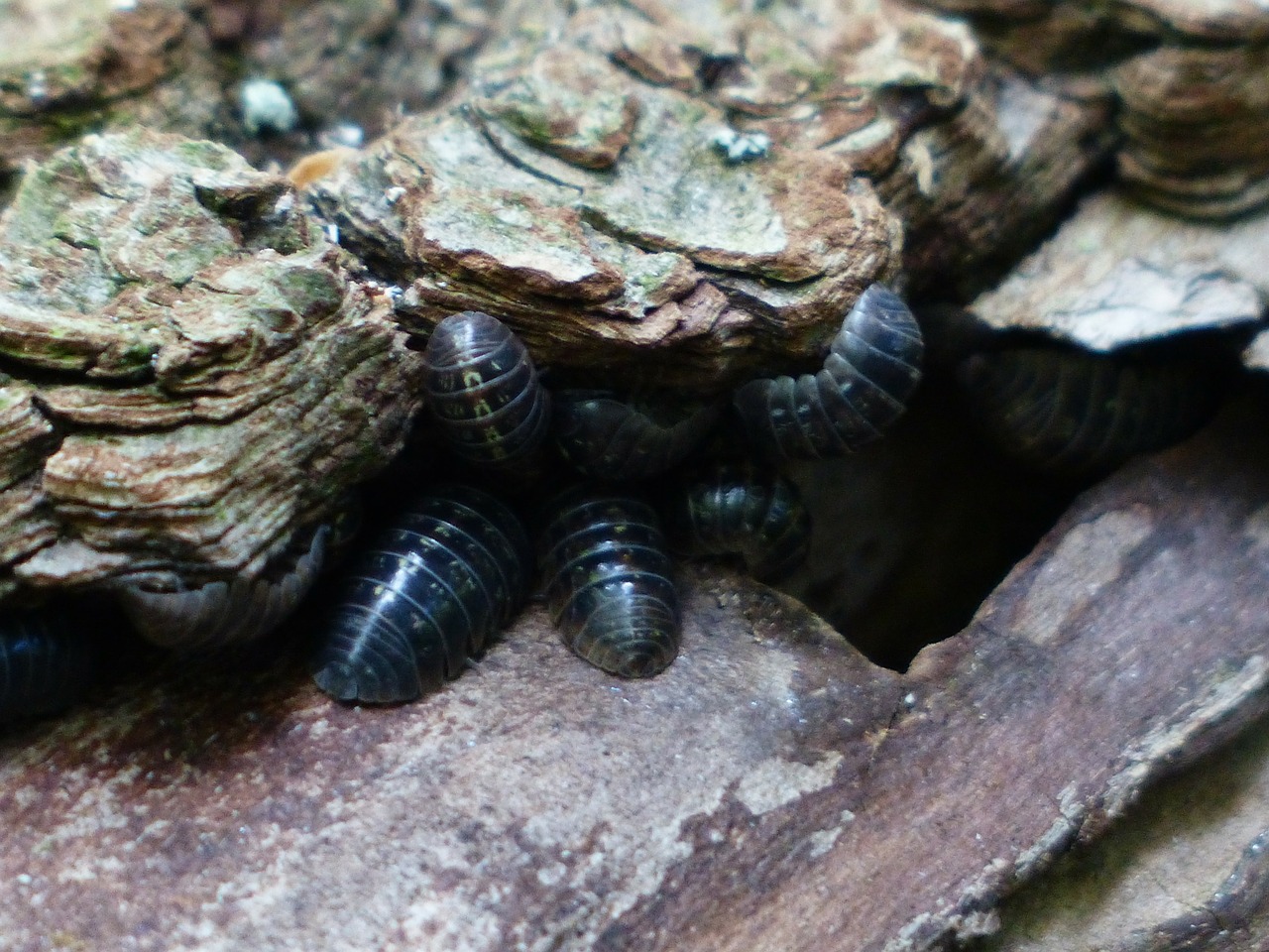 Woodlice, Sausumos Izopodai, Oniscidea, Gyvūnai, Isopoda, Važiuojančios Medienos Utėlės, Armadillidium Vulgare, Vėžiagyviai, Kenkėjai, Nemokamos Nuotraukos