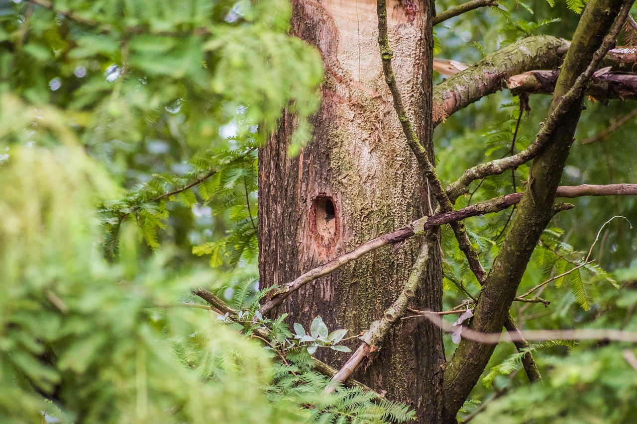 Dzenis, Skylė, Paukščio Lizdą, Gelžbetonio Skylė, Dziudo Urvas, Aviary, Lizdas, Medis, Inkubatorių, Lizdų Vieta