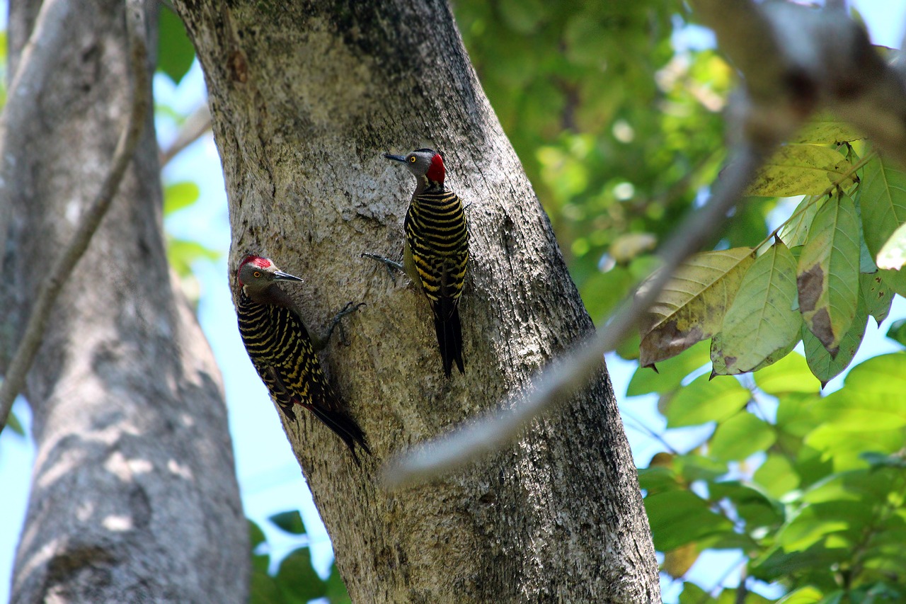 Genys,  Hispaniolan Genys,  Melanerpes Striatus,  Paukščiai,  Gyvūnija,  Pobūdį,  Medis,  Gyvūnas,  Tuščiaviduris,  Pora