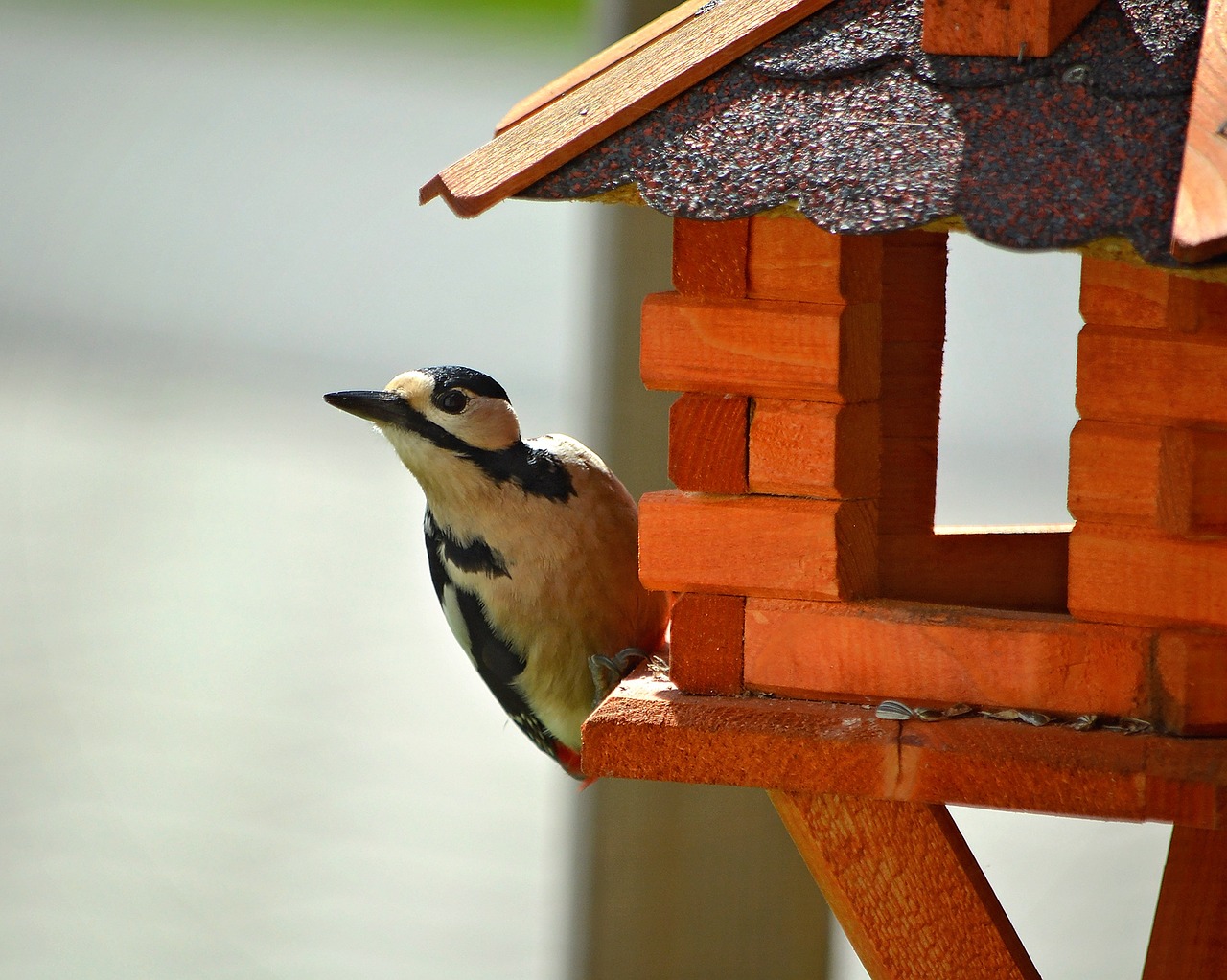 Dzenis, Paukštis, Gyvūnas, Miško Paukštis, Miškas, Puikus Dėmėtojas, Aviary, Nemokamos Nuotraukos,  Nemokama Licenzija