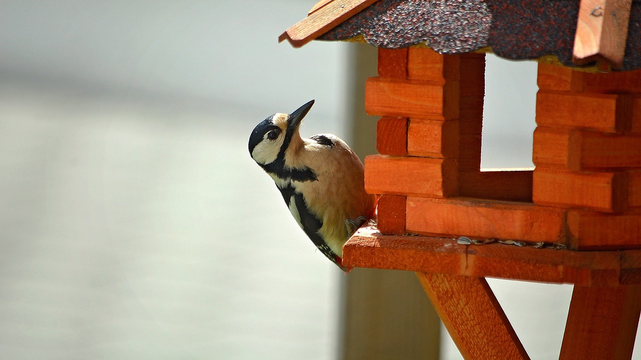 Dzenis, Paukštis, Gyvūnas, Miško Paukštis, Miškas, Puikus Dėmėtojas, Aviary, Nemokamos Nuotraukos,  Nemokama Licenzija