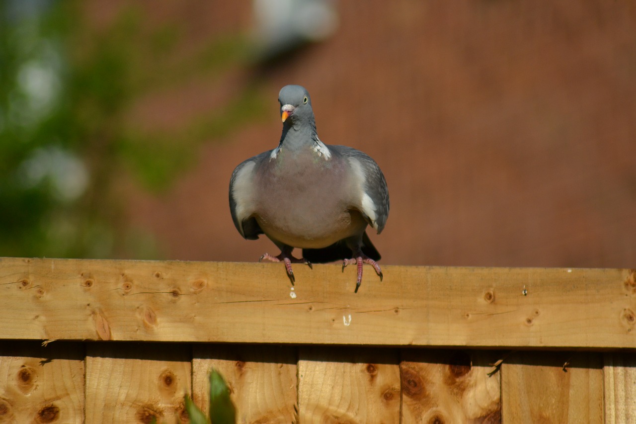 Šikšnosparnis, Balandis, Snapas, Columba Palumbus, Laukinis Paukštis, Sėdi Ant Tvoros, Plunksnos, Gamta, Nemokamos Nuotraukos,  Nemokama Licenzija