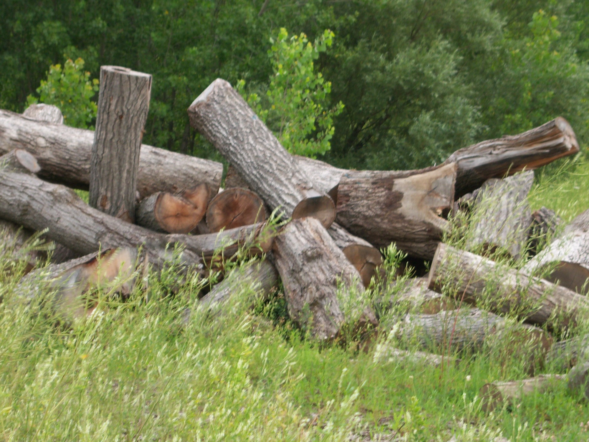 Rąstai,  Krūva,  Mediena,  Gamta,  Medis,  Žievė,  Abstraktus,  Woodpile, Nemokamos Nuotraukos,  Nemokama Licenzija