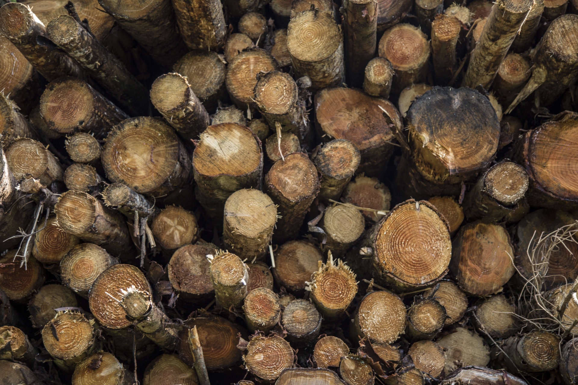 Žurnalas,  Miškas,  Medis & Nbsp,  - & Nbsp,  Medžiaga,  Woodpile,  Miškas,  Pušis & Nbsp,  Mediena,  Krūva