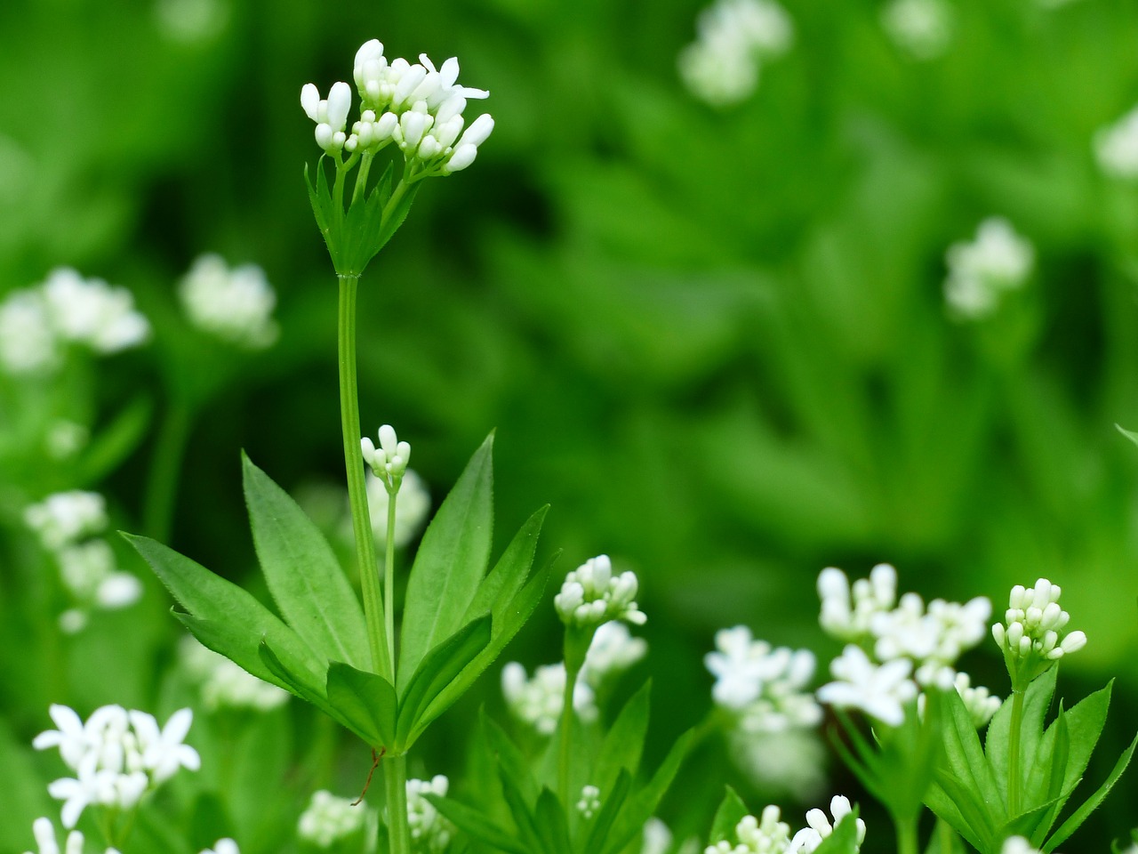 Woodruff, Žiedas, Žydėti, Balta, Lapai, Stiebas, Žalias, Galium Odoratum, Miško Augalas, Galiumas