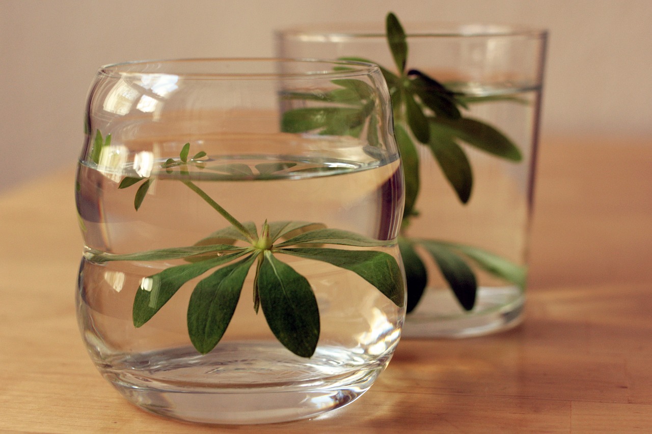 Woodruff,  Galium Odoratum,  Gerti,  Kumarino,  Stiklo,  Miško Augalų, Nemokamos Nuotraukos,  Nemokama Licenzija