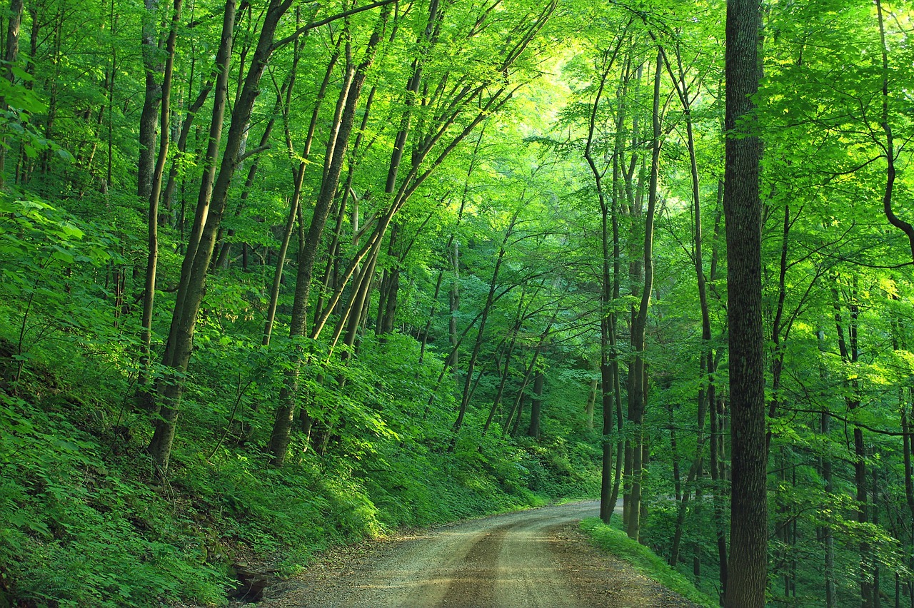 Miškai, Kraštovaizdis, Kelias, Lojalės Valstybinis Miškas, Pennsylvania, Takas, Kelias, Natūralus, Vaizdingas, Kelionė