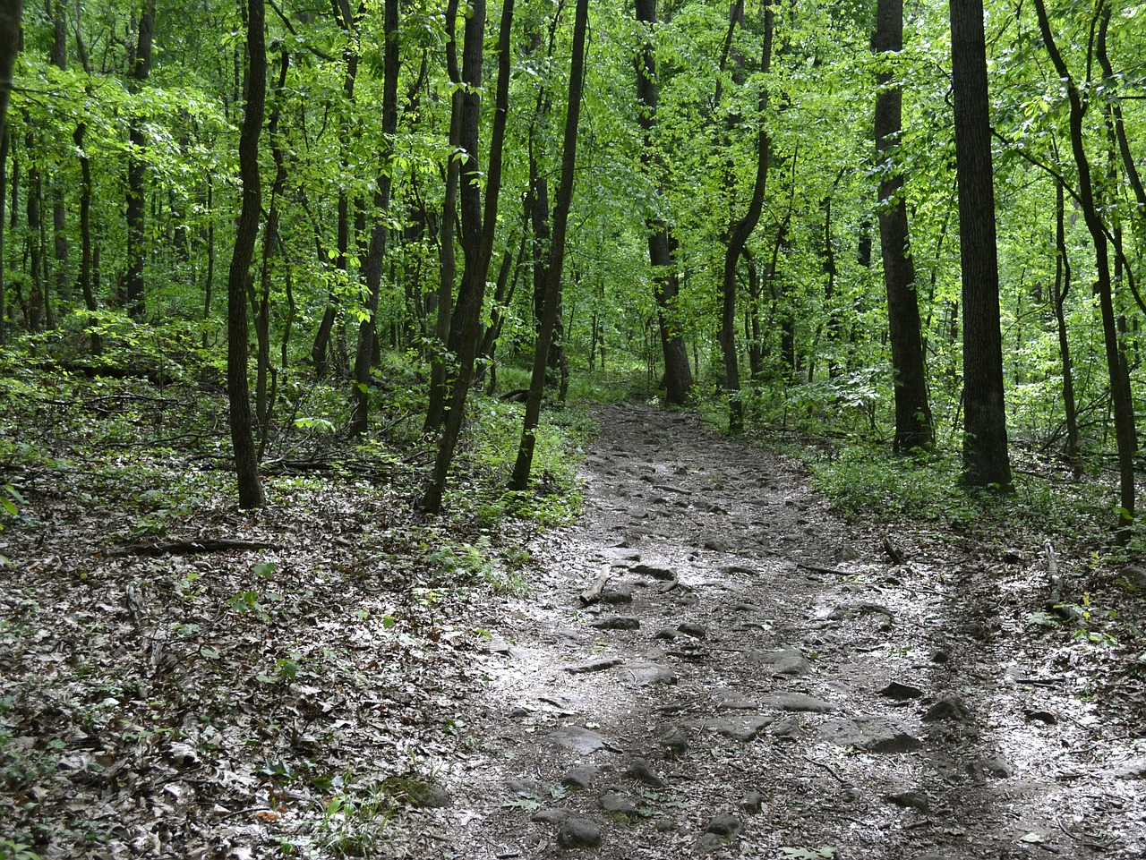 Miškai, Žalias, Medžiai, Kelias, Parkas, Miškas, Vaikščioti, Nemokamos Nuotraukos,  Nemokama Licenzija