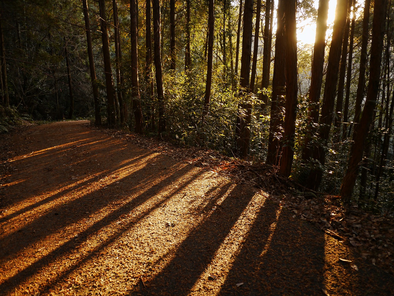 Miškai, Japonija, Miškas, Kraštovaizdis, Arboretum, Šviesa, Šešėlis, Mediena, Nukritę Lapai, Kalnas