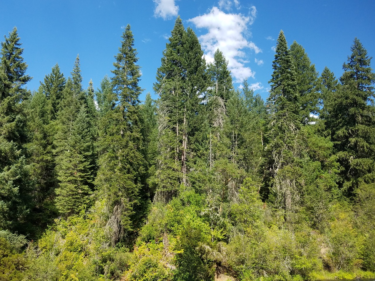 Miškai, Miškas, Medžiai, Oregonas, Gamta, Kraštovaizdis, Medis, Vasara, Vaizdingas, Natūralus