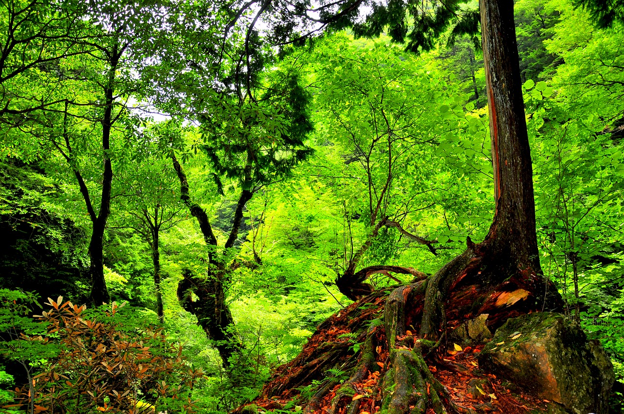 Miškai, Miškas, Kalnas, Mediena, Natūralus, Arboretum, Miškas Maudytis, Žalias, Nemokamos Nuotraukos,  Nemokama Licenzija