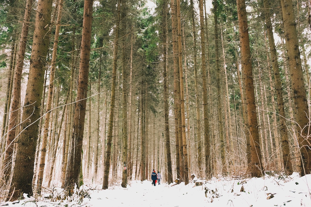 Miškai, Miškas, Žalias, Medžiai, Kelionė, Nuotykis, Kempingas, Žmonės, Pora, Vyras