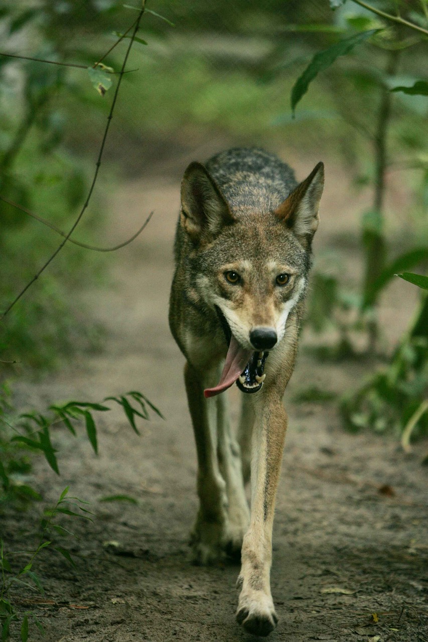 Miškai, Vaikščioti, Vilkai, Lapės, Gyvūnai, Fauna, Nemokamos Nuotraukos,  Nemokama Licenzija