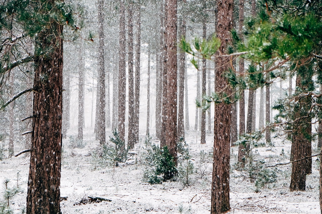 Miškai, Snieguotas, Medžiai, Žiema, Žiemą, Miškas, Blizzard, Vaizdingas, Gruodžio Mėn ., Sausis