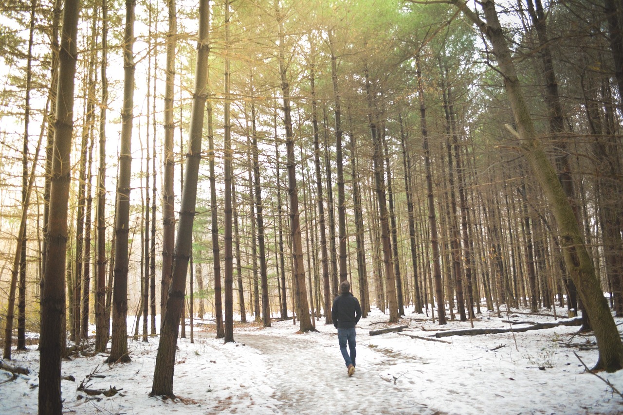 Miškai, Miškas, Medžiai, Žiema, Asmuo, Vaikščioti, Sniegas, Šaltas, Vaikščioti, Vaikščioti
