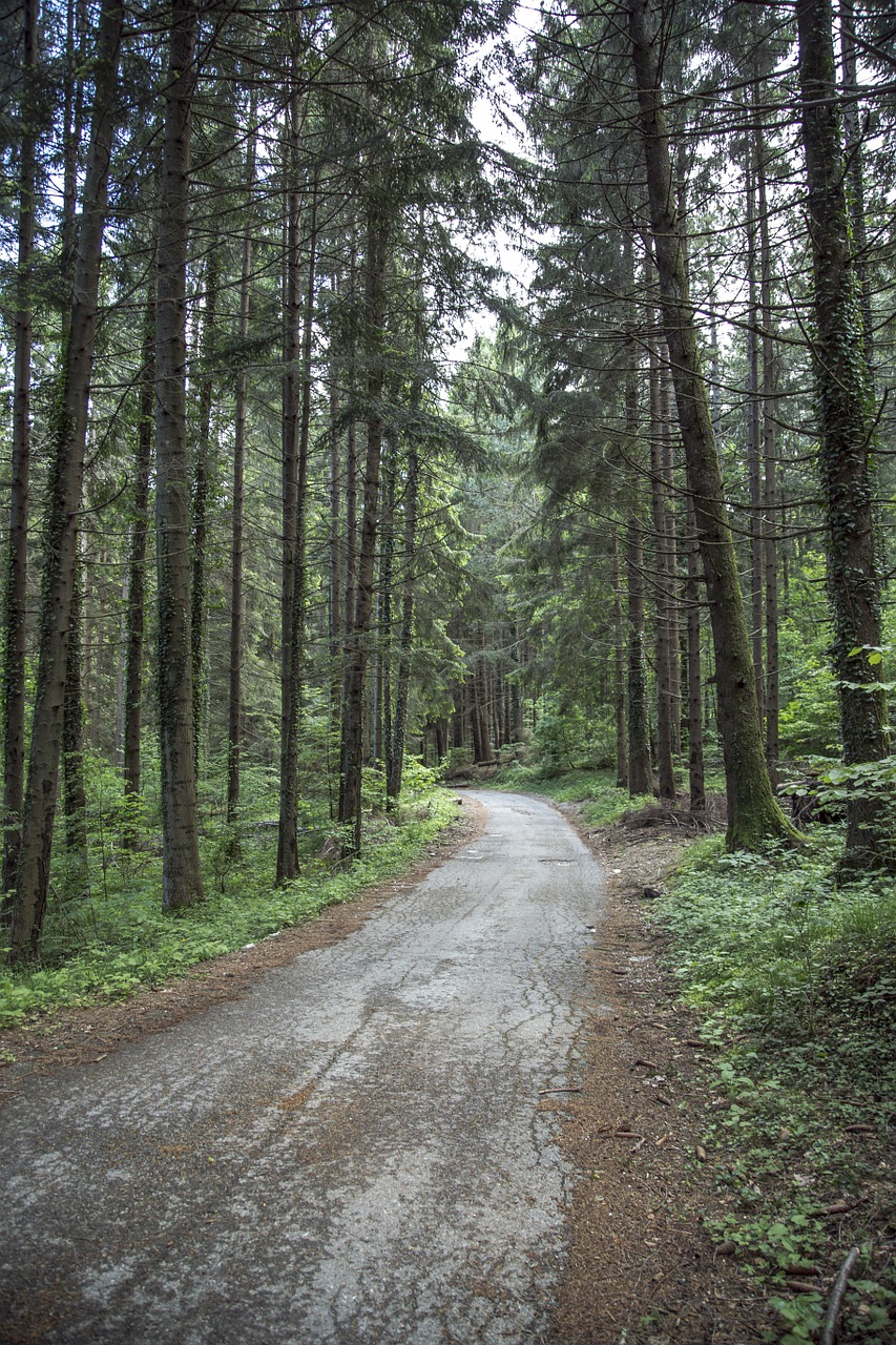 Miškai, Miškas, Medis, Kraštovaizdis, Gamta, Žalias, Lauke, Kelias, Parkas, Natūralus