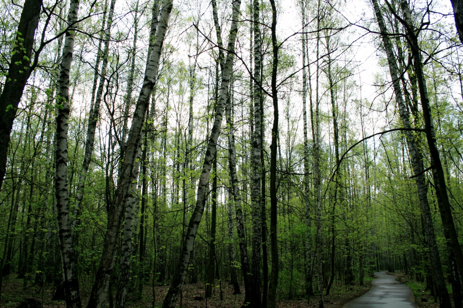 Mediena,  Miškas,  Medžiai,  Tankus,  Aukštas,  Žalias,  Pavasaris,  Pėsčiųjų Takas,  Miškai Maskvoje, Nemokamos Nuotraukos