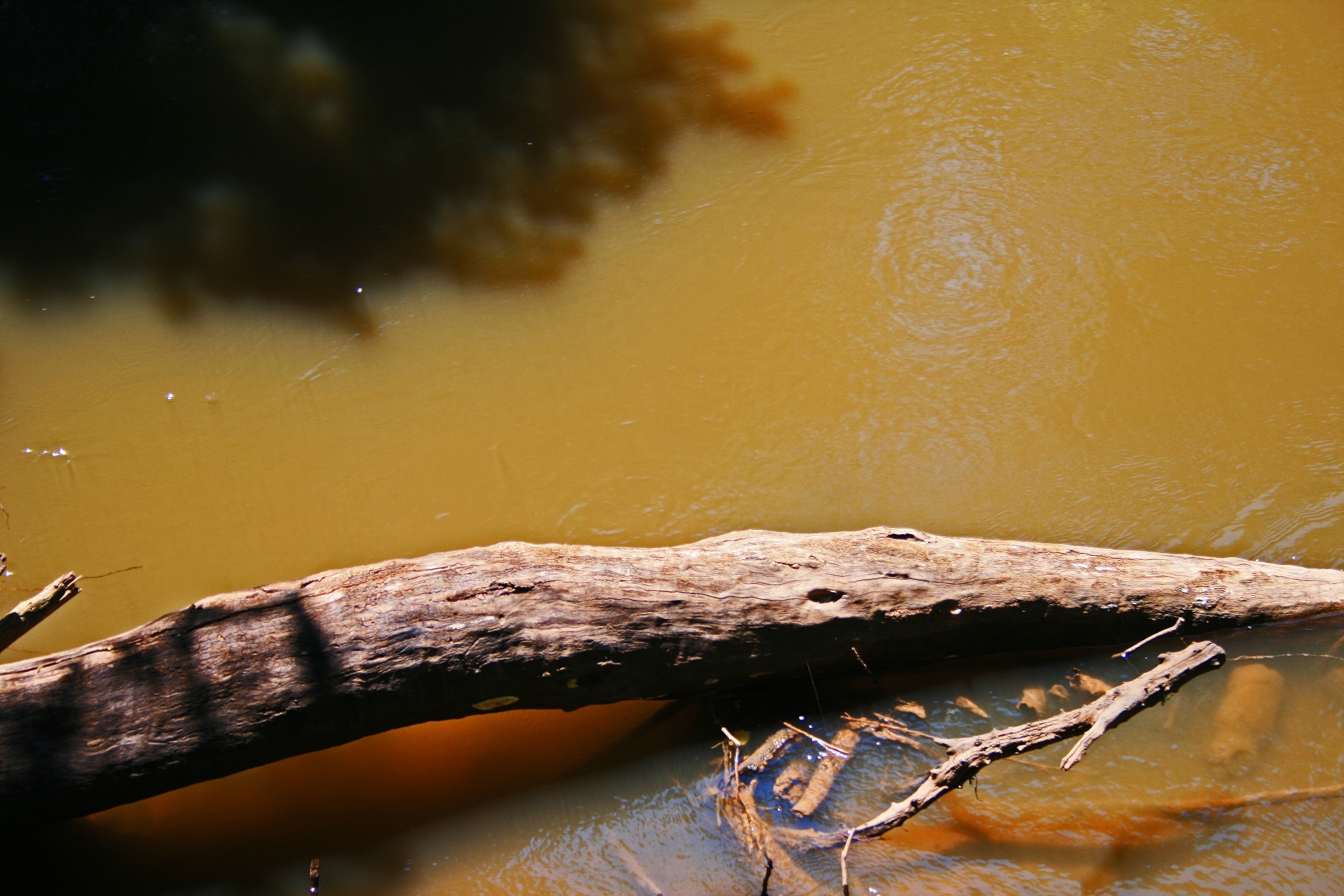 Vanduo,  Purvinas,  Kumpas,  Mediena,  Driftwood,  Medienos Pylimas Vandens Srovėje, Nemokamos Nuotraukos,  Nemokama Licenzija