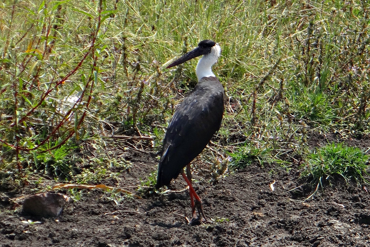 Vilnonis Kaklo Gandras, Vyskupas Gandras, Balta Kaklo Gandra, Ciconia Episcopus, Paukštis, Gandras, Indija, Nemokamos Nuotraukos,  Nemokama Licenzija