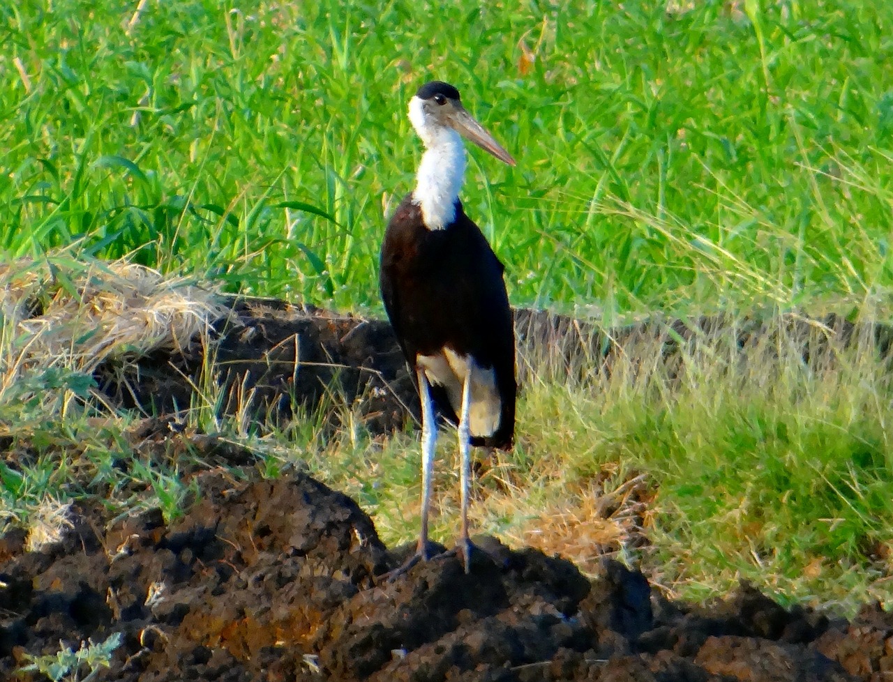 Vilnonis Kaklo Gandras, Vyskupas Gandras, Balta Kaklo Gandra, Ciconia Episcopus, Wader, Paukštis, Gandras, Ciconiidae, Aves, Indija