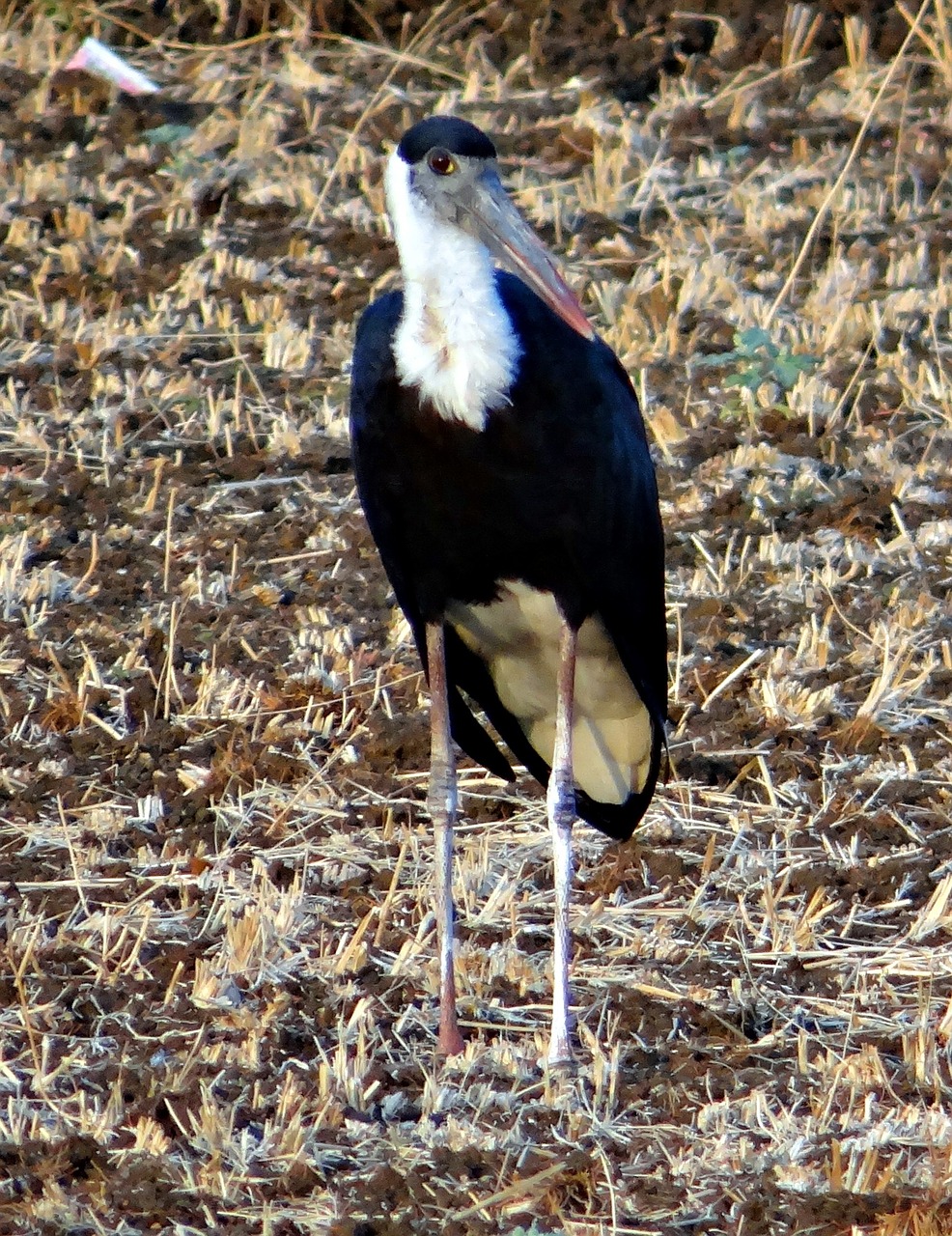 Vilnonis Kaklo Gandras, Vyskupas Gandras, Balta Kaklo Gandra, Ciconia Episcopus, Wader, Paukštis, Gandras, Ciconiidae, Aves, Indija