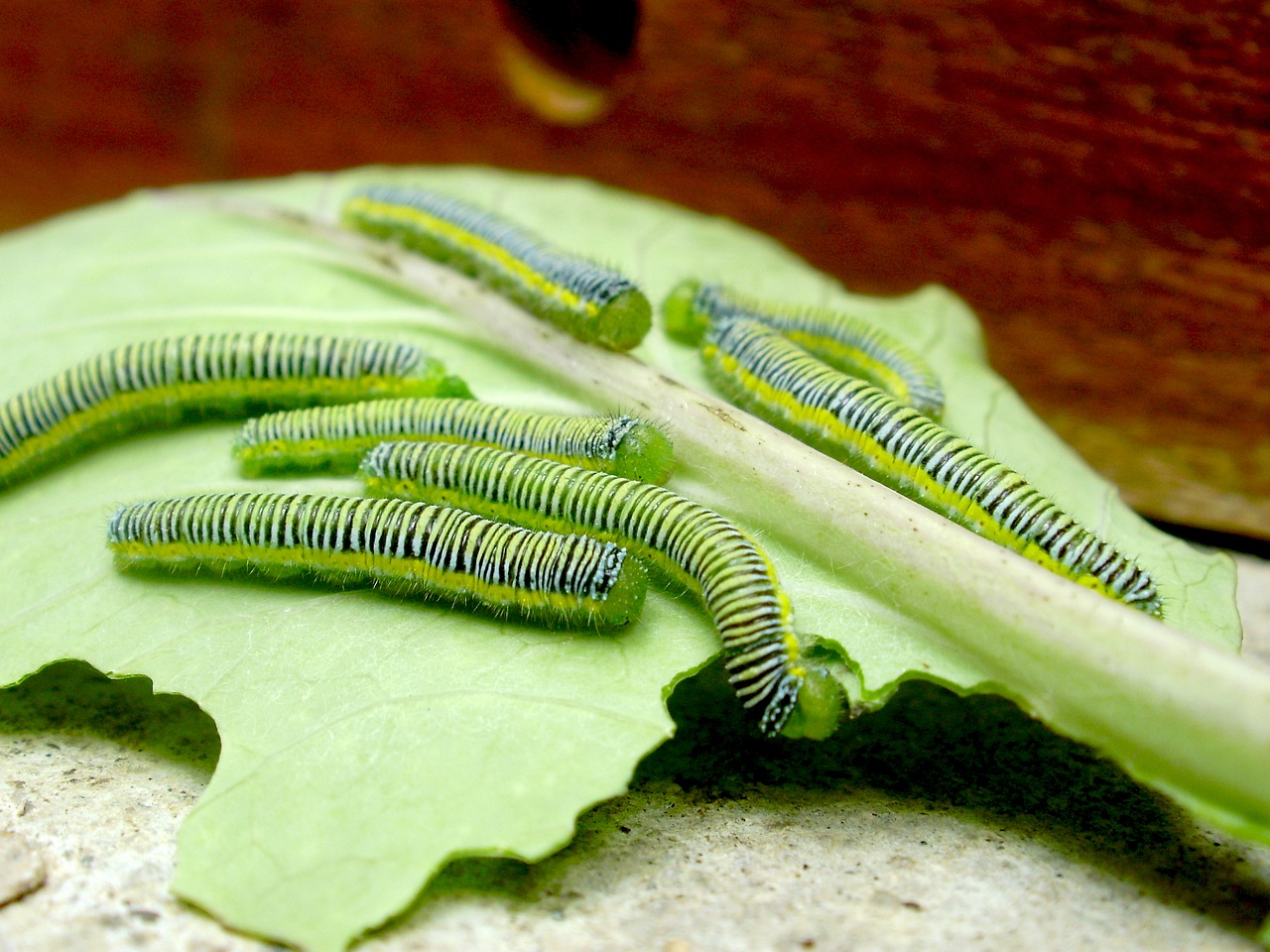 Kirminai,  Lapų,  Žalias,  Vabzdys,  Caterpillar,  Gyvūnija,  Žalia Caterpillar,  Augalai,  Kolumbija,  Laukinių