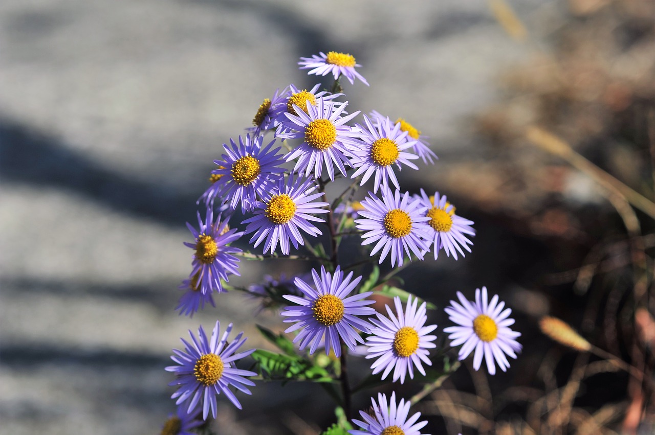 Pjuvenos Tam Tikra Konkurencija, Wildflower, Gamta, Nemokamos Nuotraukos,  Nemokama Licenzija