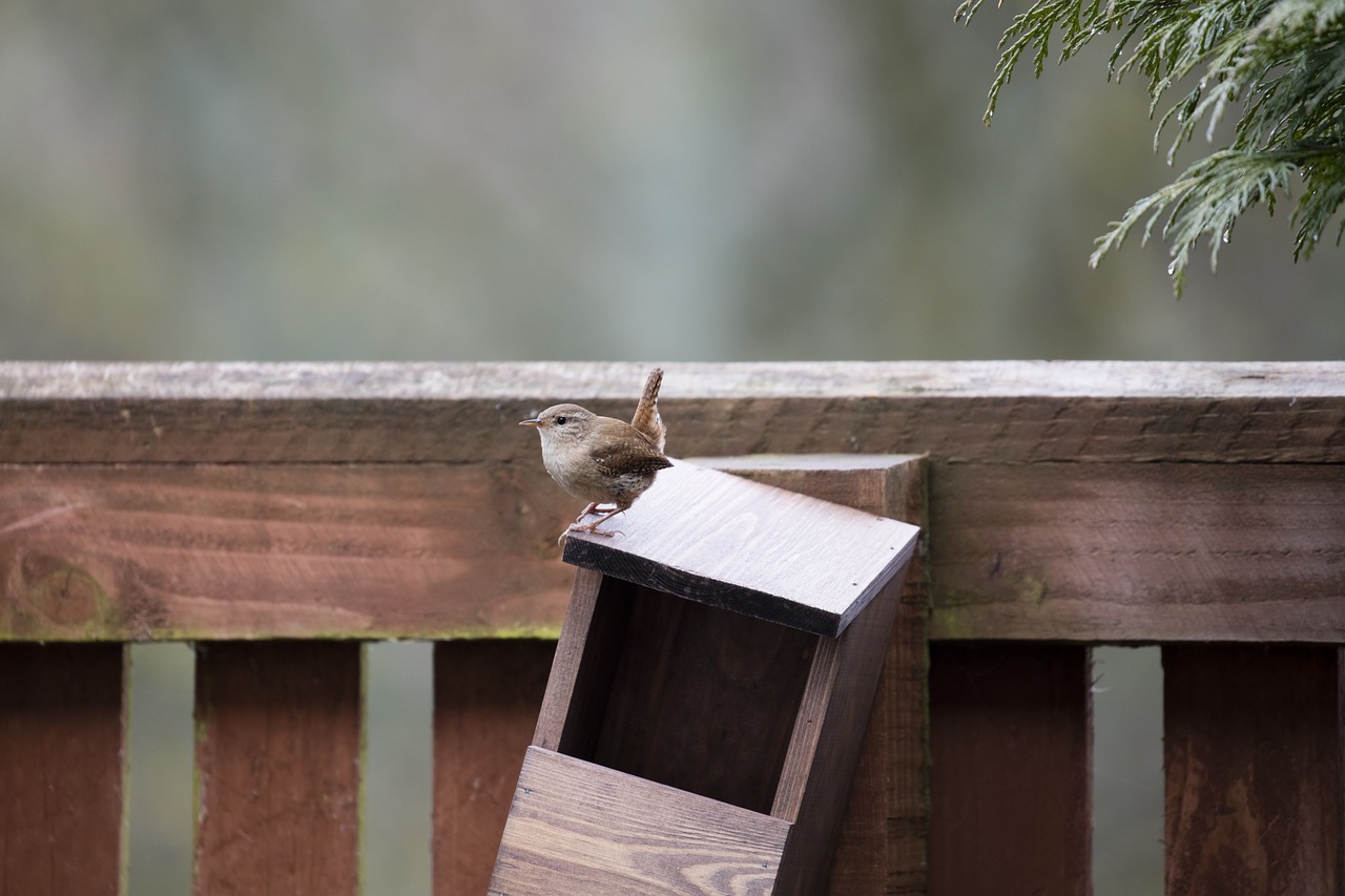 Wren, Paukštis, Sodo Paukštis, Gamta, Laukinė Gamta, Ornitologija, Nemokamos Nuotraukos,  Nemokama Licenzija