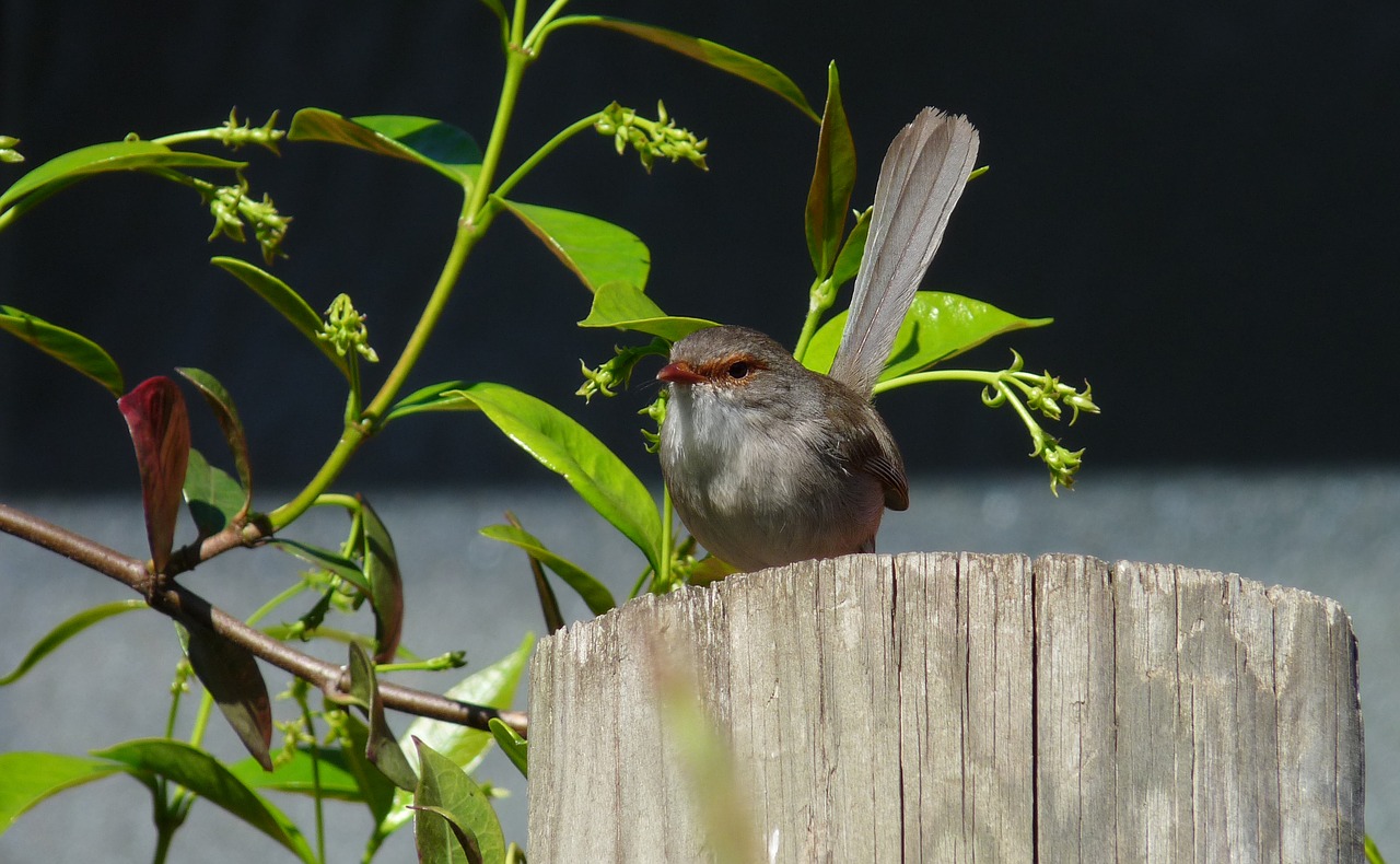 Wren, Moteris, On, Tvora, Nemokamos Nuotraukos,  Nemokama Licenzija