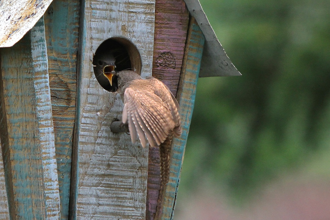 Wren, Birdhouse, Laukinė Gamta, Sustingęs, Plunksna, Lauke, Medis, Natūralus, Lizdas, Maitinimas