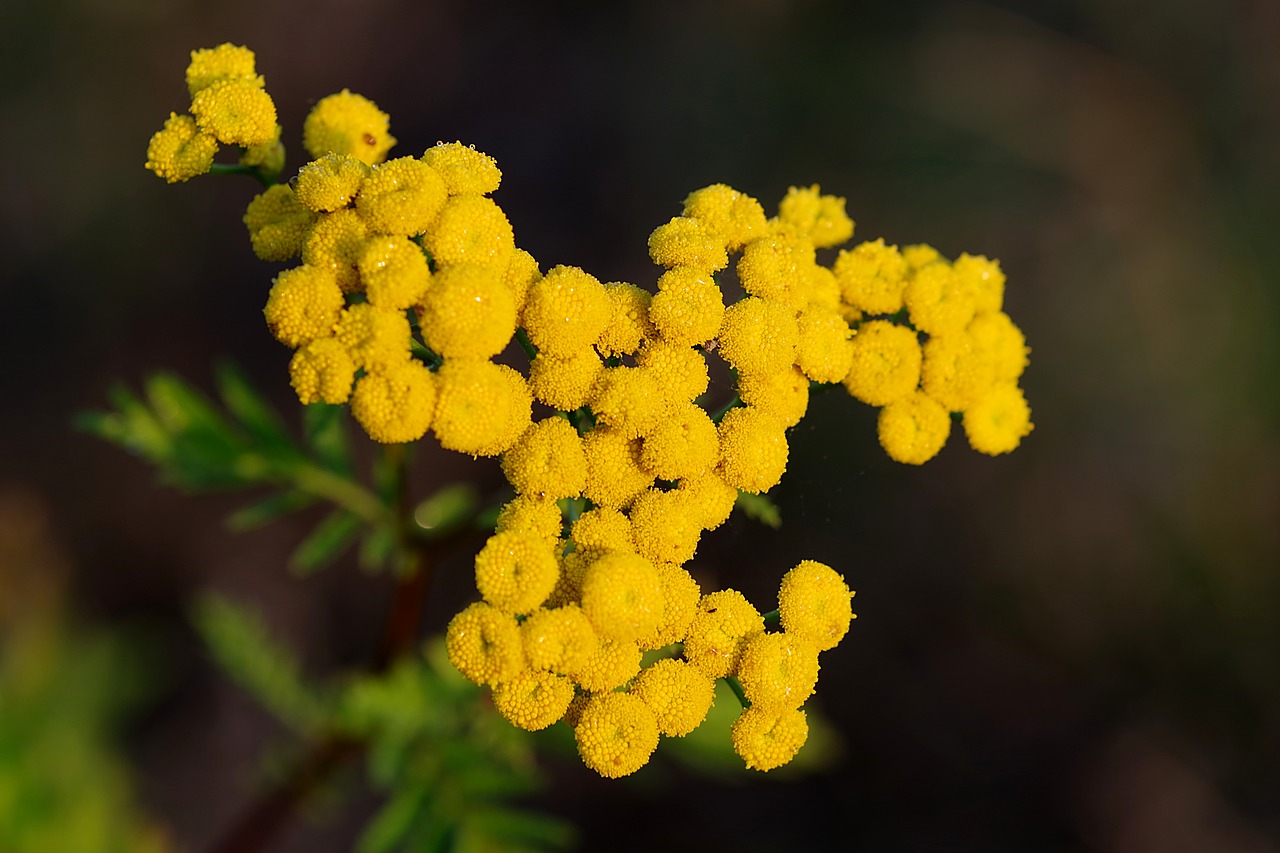 Wrotycz, Žolė, Uždrausta, Esminis, Tanacetum Vulgare, Tansy, Geltonos Gėlės, Įrankis, Naikina Parazitus, Vaistas Nuo Vėžio