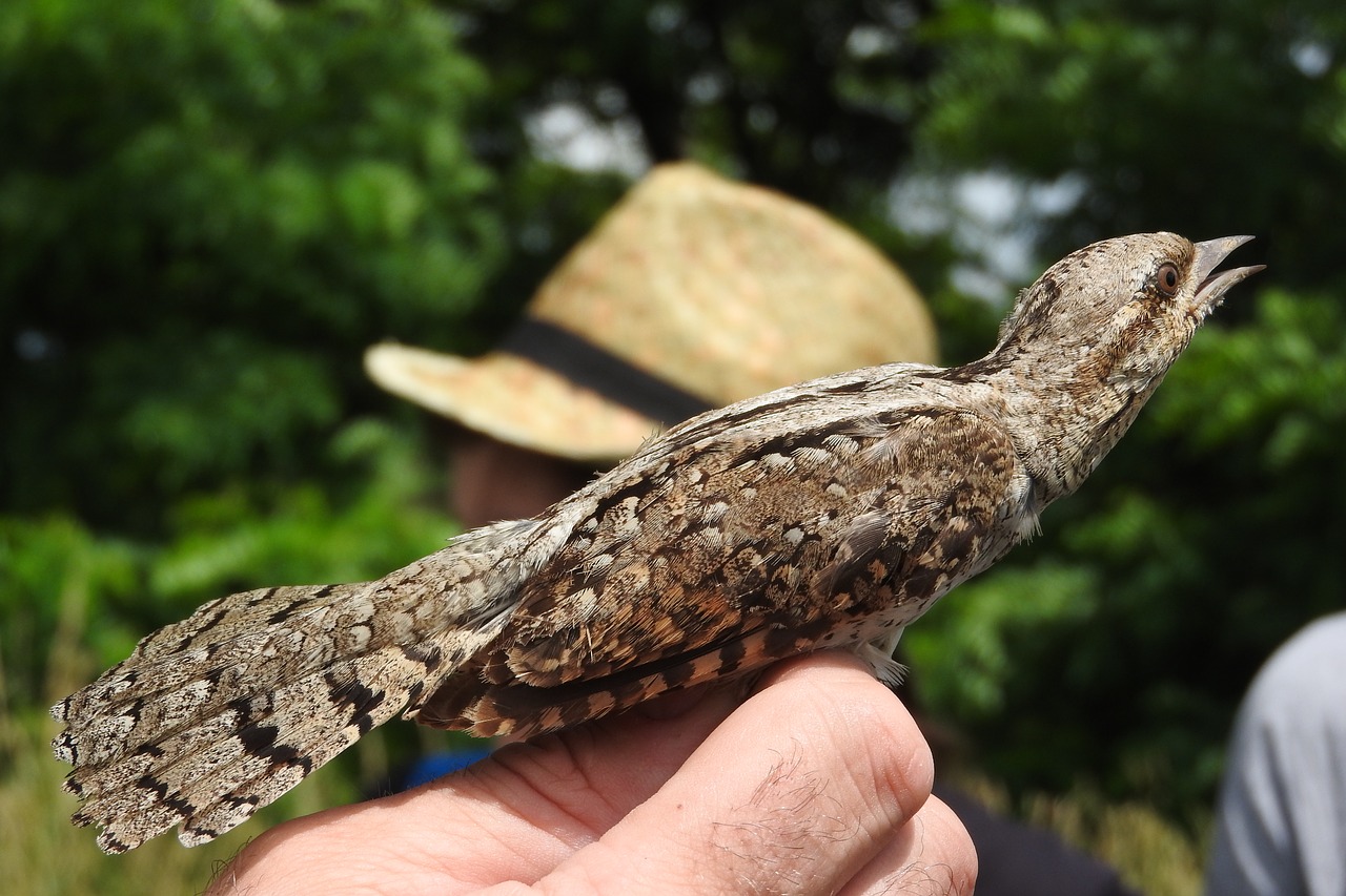 Wryneck, Ornitologija, Jynx Torquilla, Ilgyje, Paukštis, Nemokamos Nuotraukos,  Nemokama Licenzija