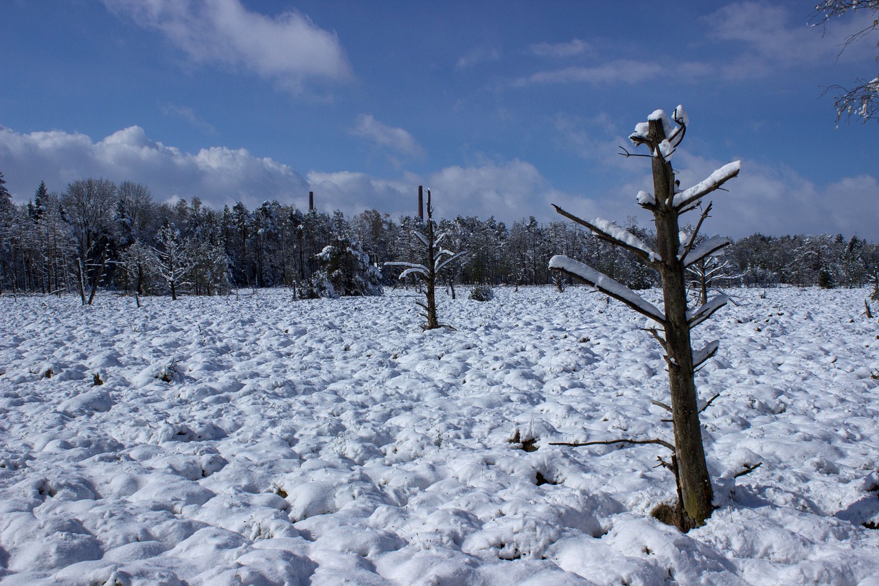 Wurzacher Ried, Gamtos Rezervatas, Kiauras, Lan, Moorland, Šlapynes, Pelkė, Gamta, Pavasarį Sniegas, Nemokamos Nuotraukos