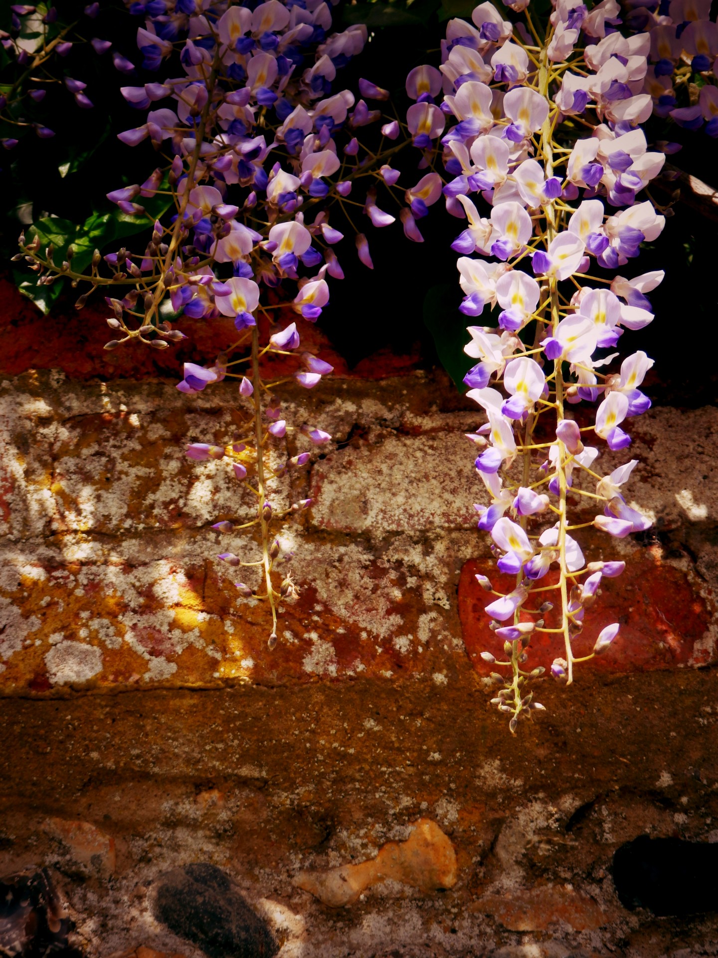 Wisteria,  Gėlė,  Siena,  Akmuo,  Auksinis,  Violetinė,  Levanda,  Augalas,  Visterija Prieš Sieną, Nemokamos Nuotraukos