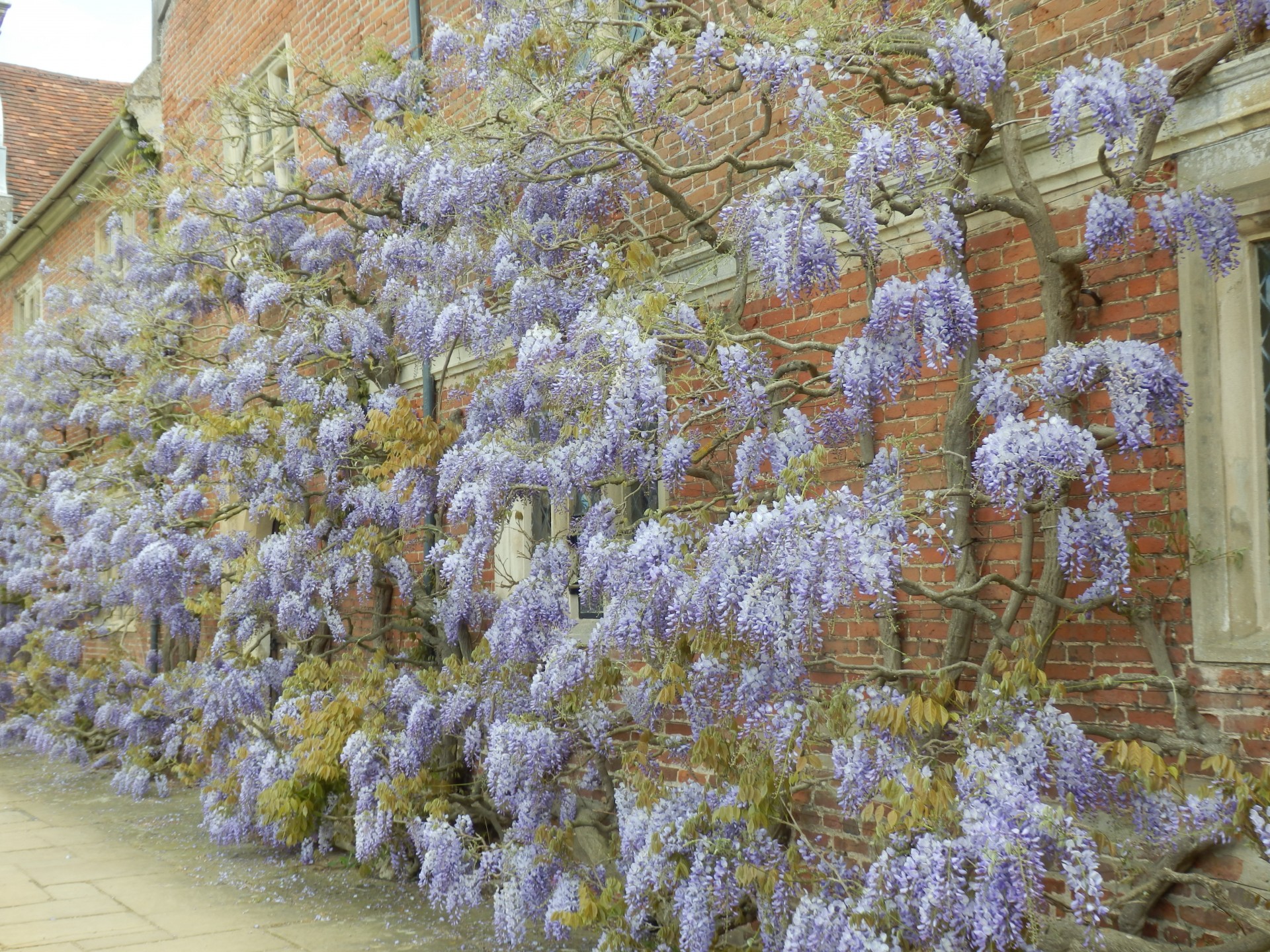 Wisteria,  Gėlė,  Siena,  Durys,  Langas,  Akmuo,  Auksinis,  Violetinė,  Levanda,  Augalas